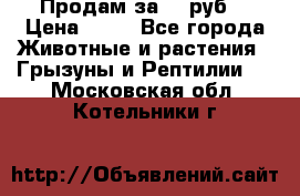 Продам за 50 руб. › Цена ­ 50 - Все города Животные и растения » Грызуны и Рептилии   . Московская обл.,Котельники г.